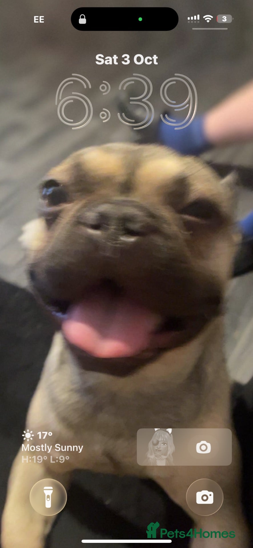 French Bulldog dogs Looking to stud out my beautiful frenchie - Advert 6