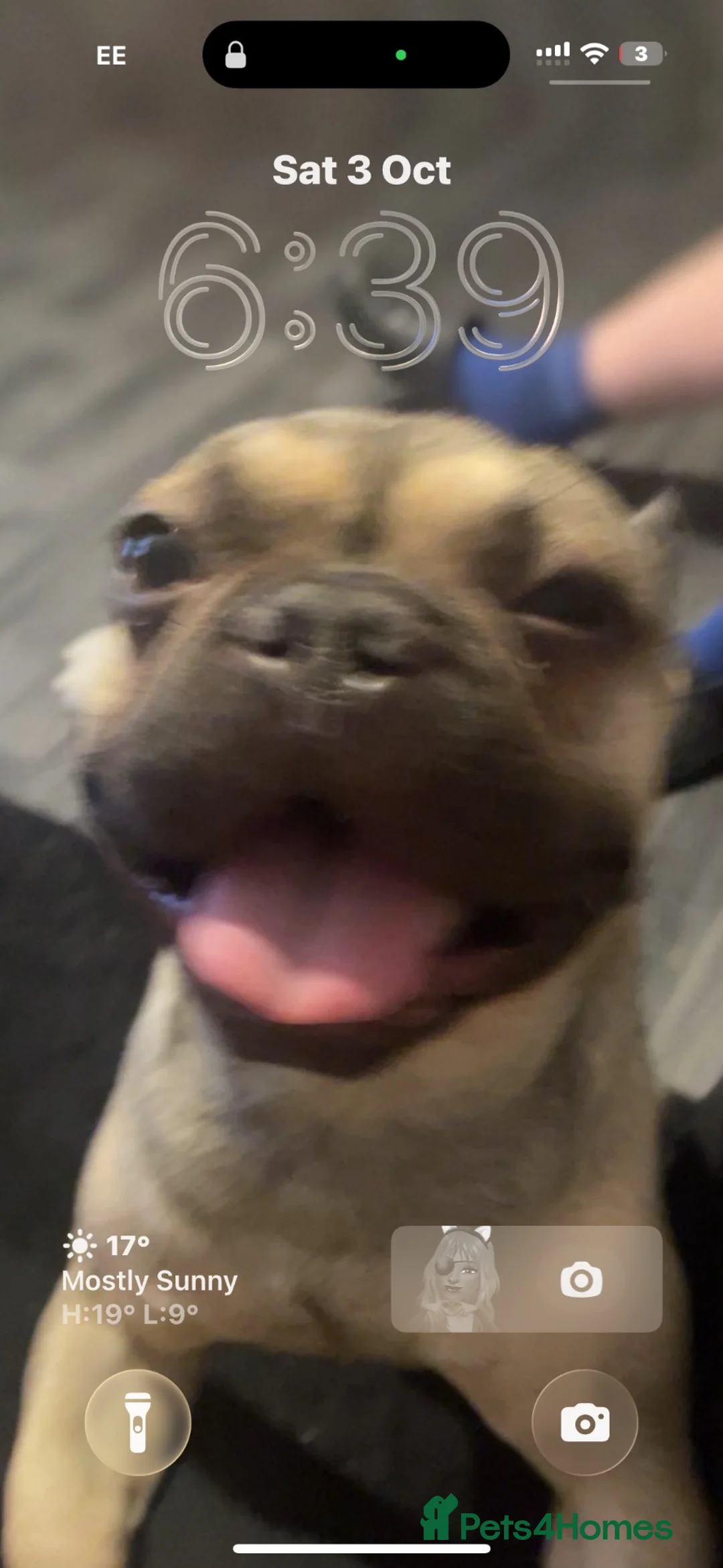 French Bulldog dogs for stud: Looking to stud out my beautiful frenchie in Northampton - Advert 1