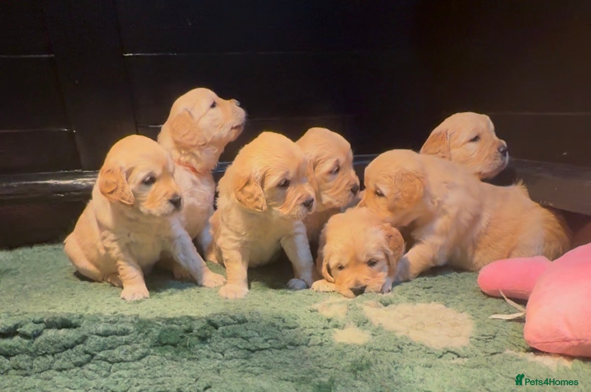 Golden Retriever dogs Golden Retriever puppies  - Advert 10