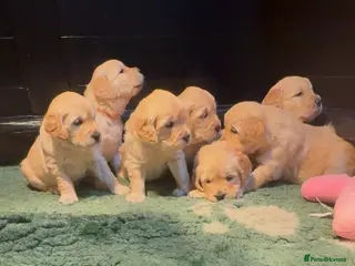 Golden Retriever dogs Golden Retriever puppies - Advert 10