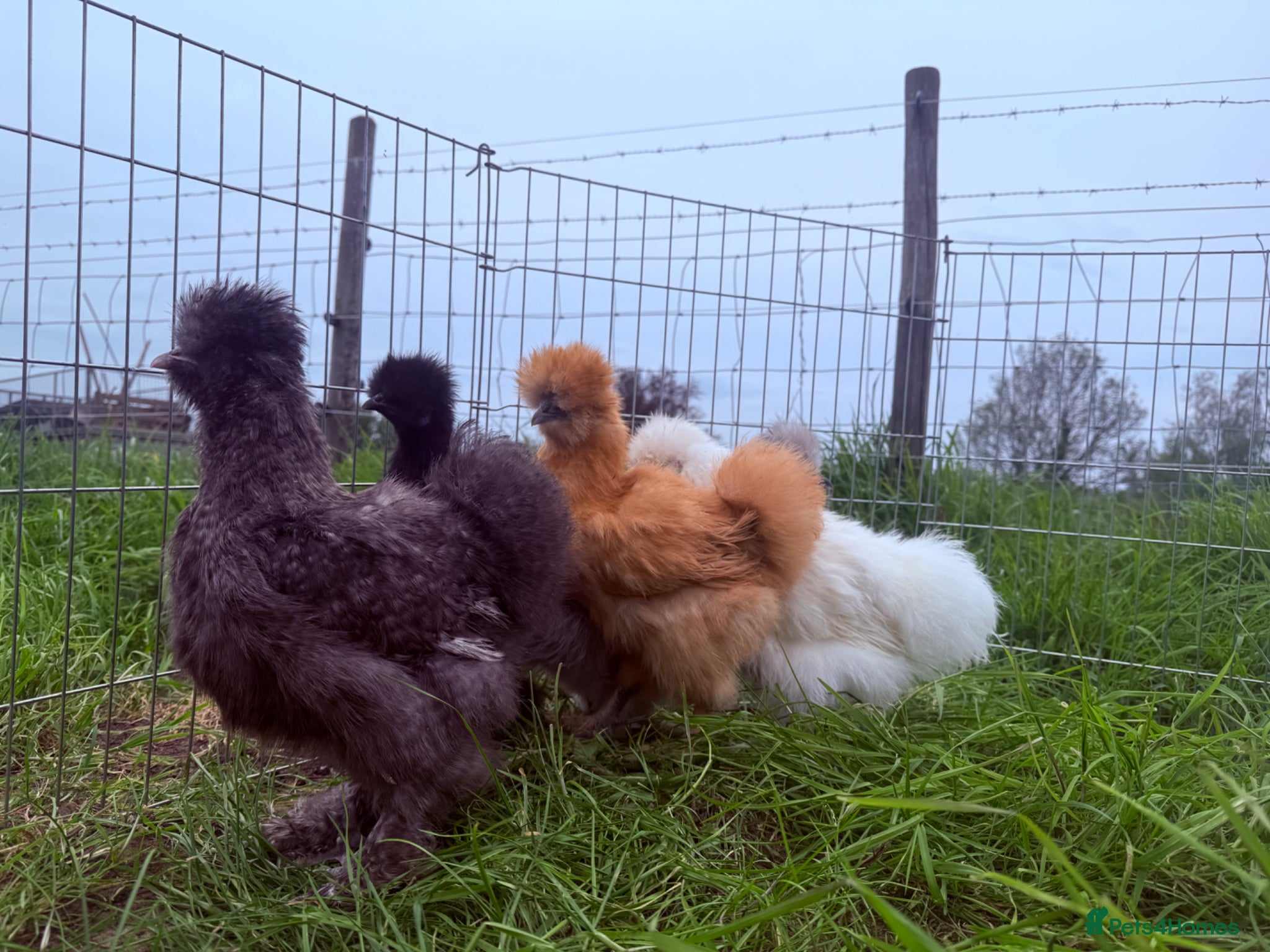 Chickens poultry Silkie Point of Lay Females  - Advert 1