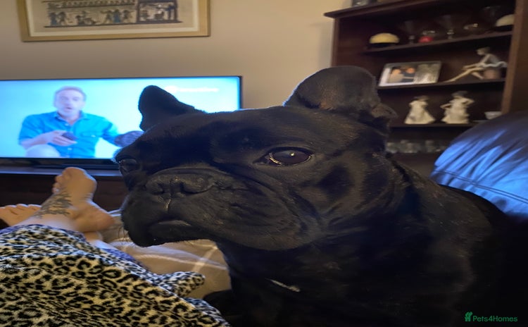 French Bulldog dogs - Advert 2