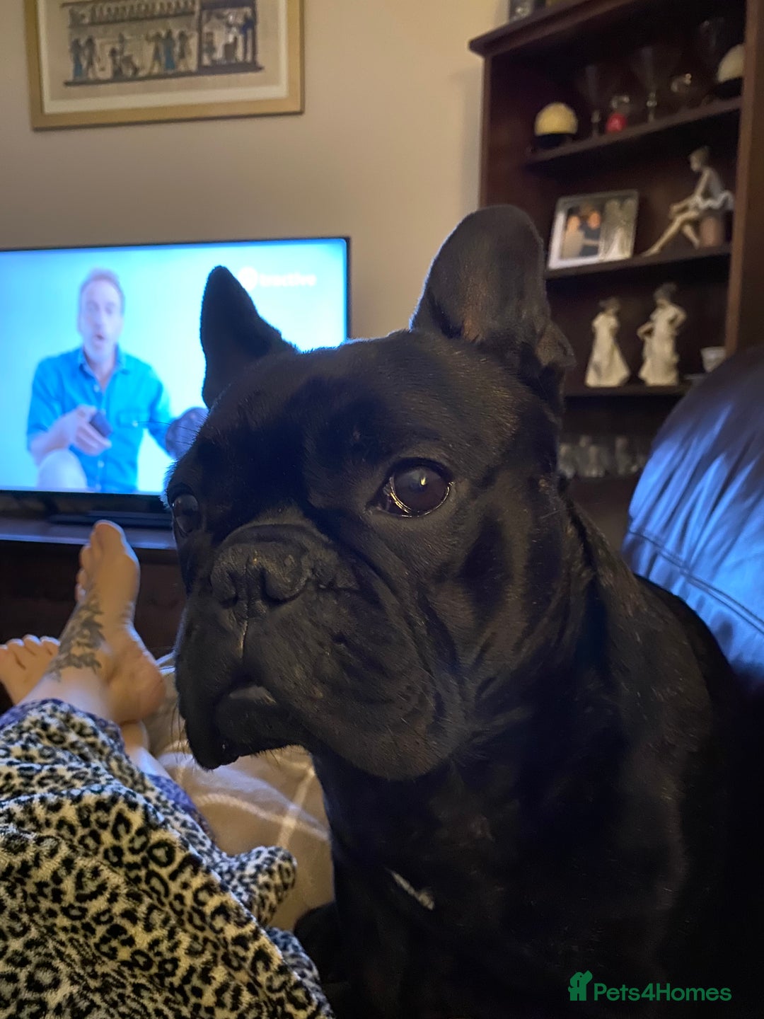 French Bulldog dogs for stud: 5 Generation Pedigree papers - Image 1