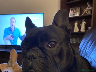 French Bulldog dogs - Advert 3