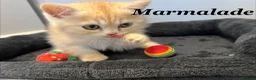 Persian cats for sale: *Last 2* Reduced Beautiful Persian Exotic Kitten - Advert 16