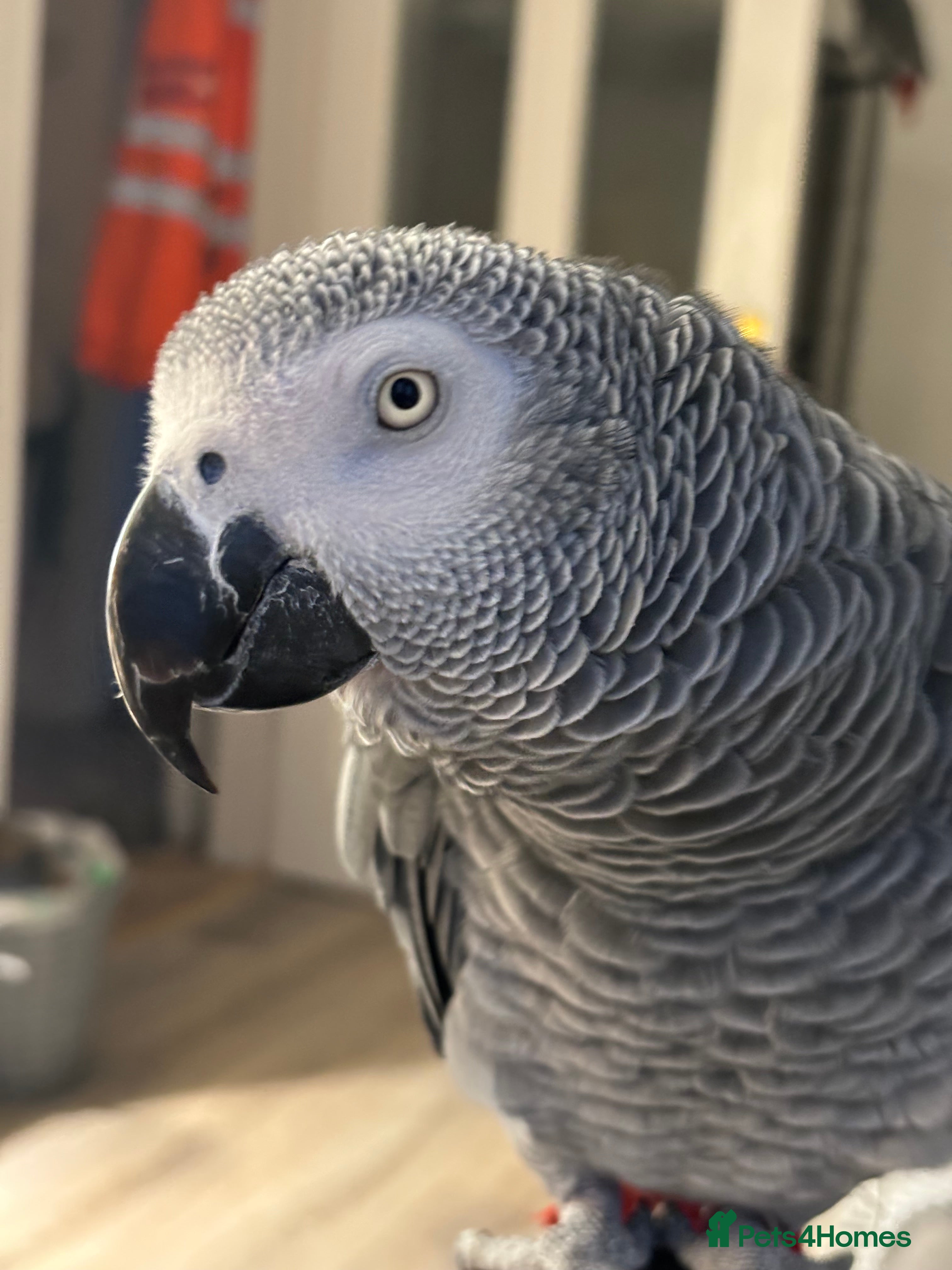 Parrots birds Our 2 loving African greys  - Advert 1