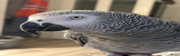 Parrots birds for sale: Our 2 loving African greys  - Advert 1