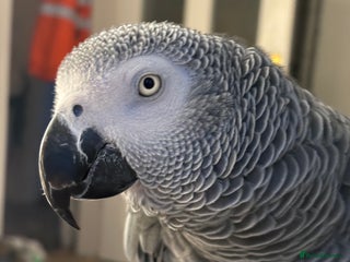 Parrots birds Our 2 loving African greys - Advert 1