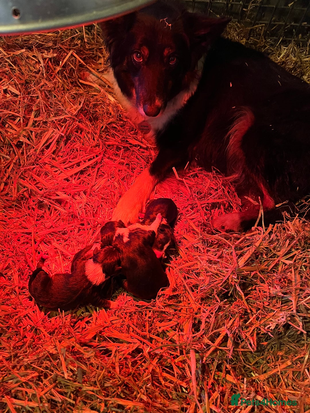 Border Collie dogs for sale: 3 stunning collie boy pups  - Advert 6