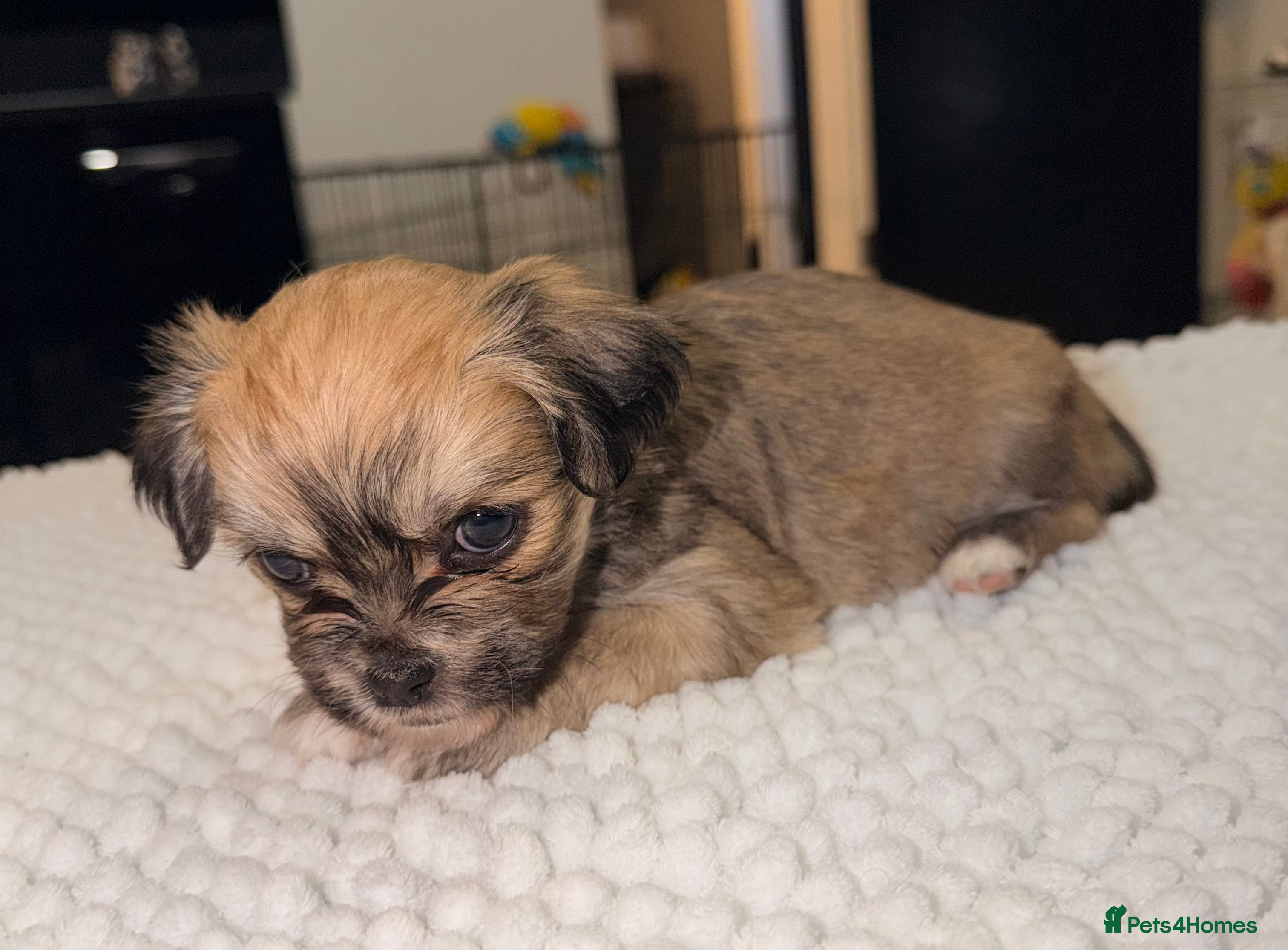 Mixed Breed dogs Fluffy teddy bear Malchi  - Advert 1