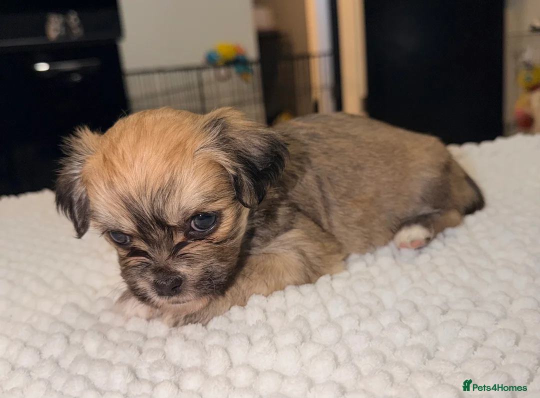 Mixed Breed dogs for sale: Fluffy Malchi puppies  - Advert 3