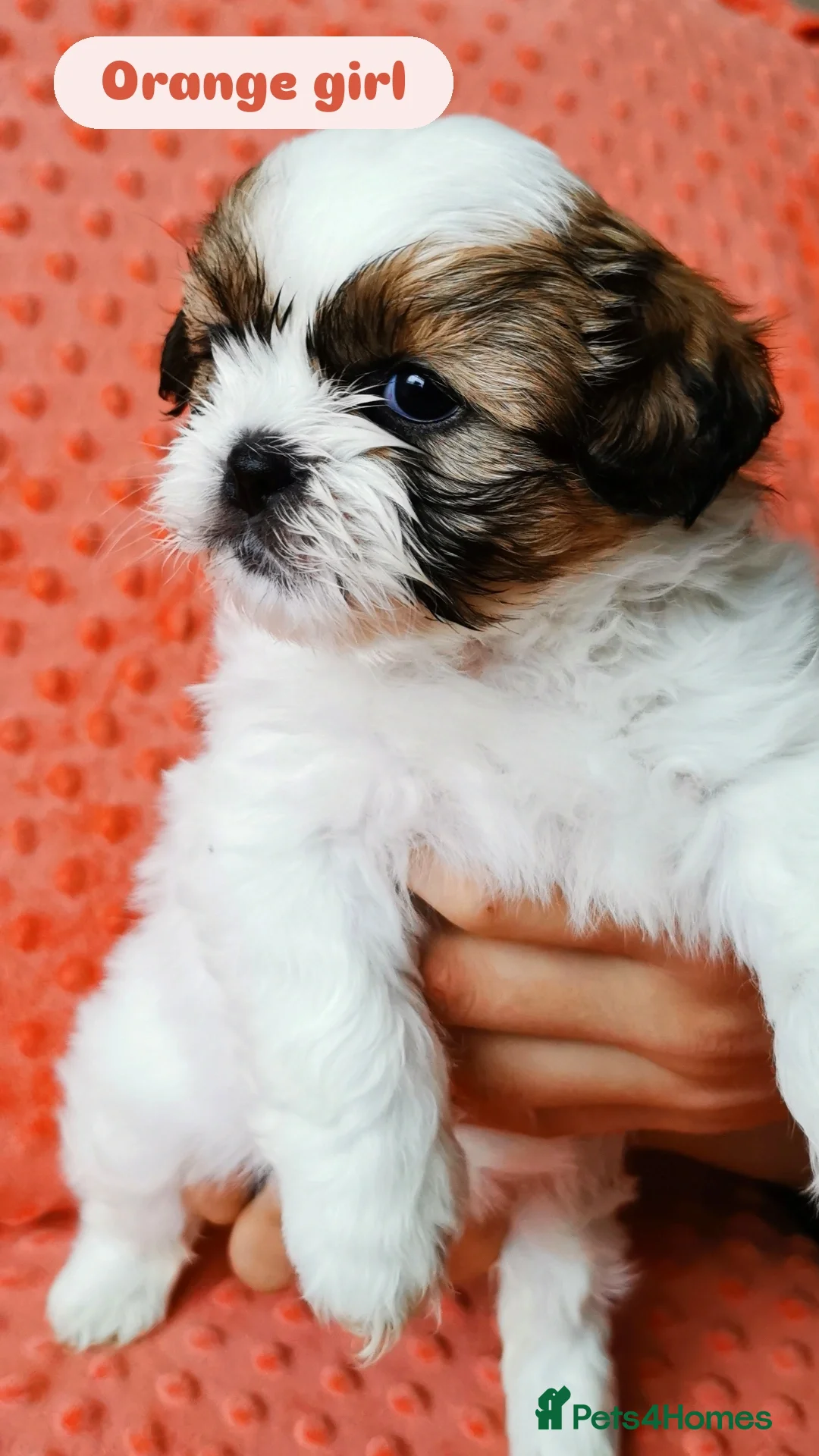 Shih Tzu dogs for sale: Shih tzu puppies 🦁🦁 🩷🩵 - Advert 6