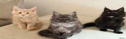 Maine Coon cats for sale: TICCA Registered MaineCoon Kittens  - Advert 7