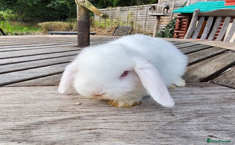 Mini Lop rabbits - Advert 11