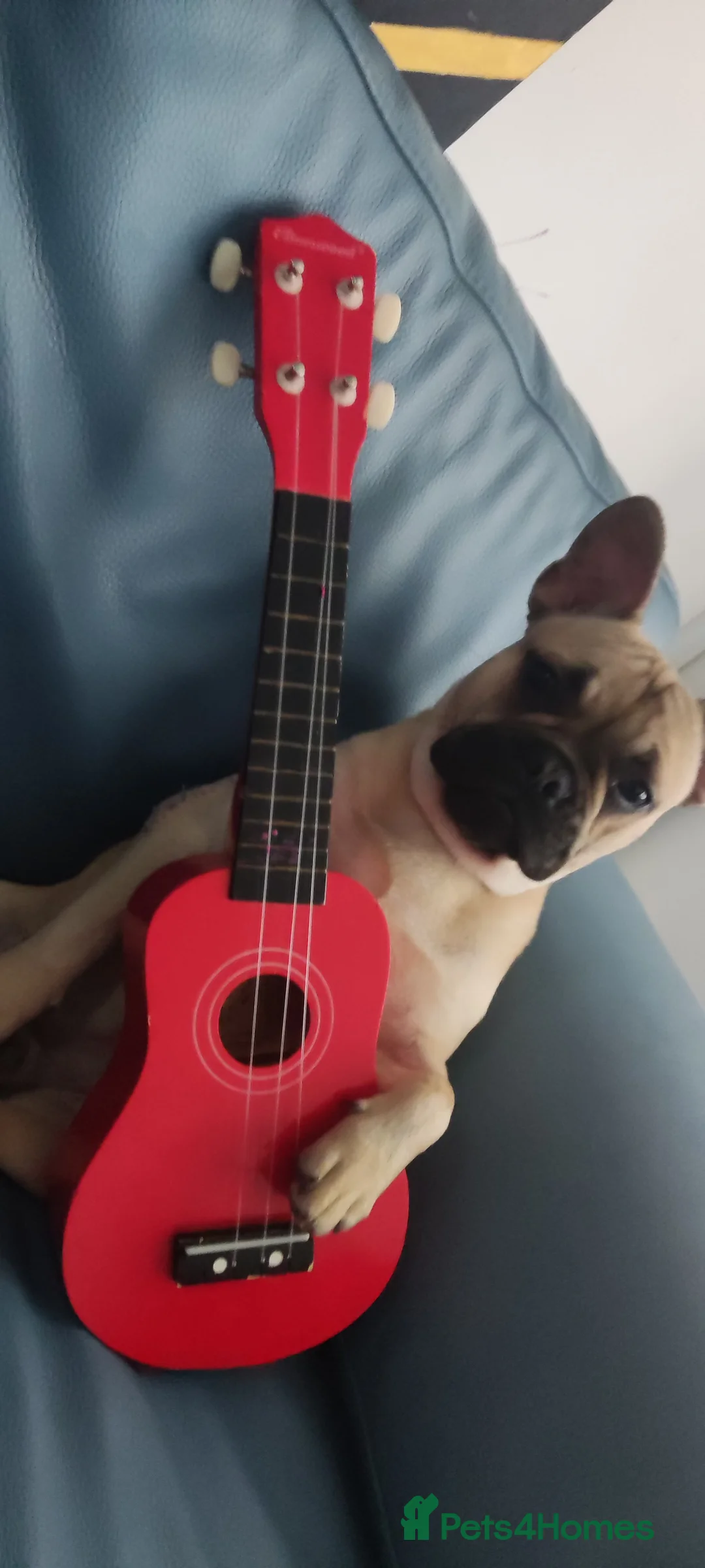 French Bulldog dogs for sale: Liverpool  - Advert 3