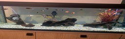 Cichlids fish for sale: Fish for sale - Advert 1