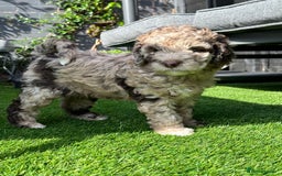 Mixed Breed dogs for sale: Goldendoodle/Australian double doodles  - Image 8