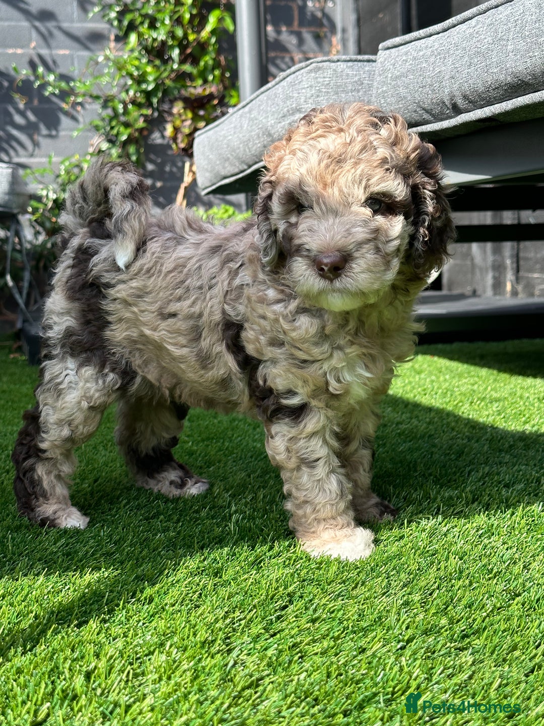 Mixed Breed dogs for sale: Goldendoodle/Australian double doodles  - Image 8