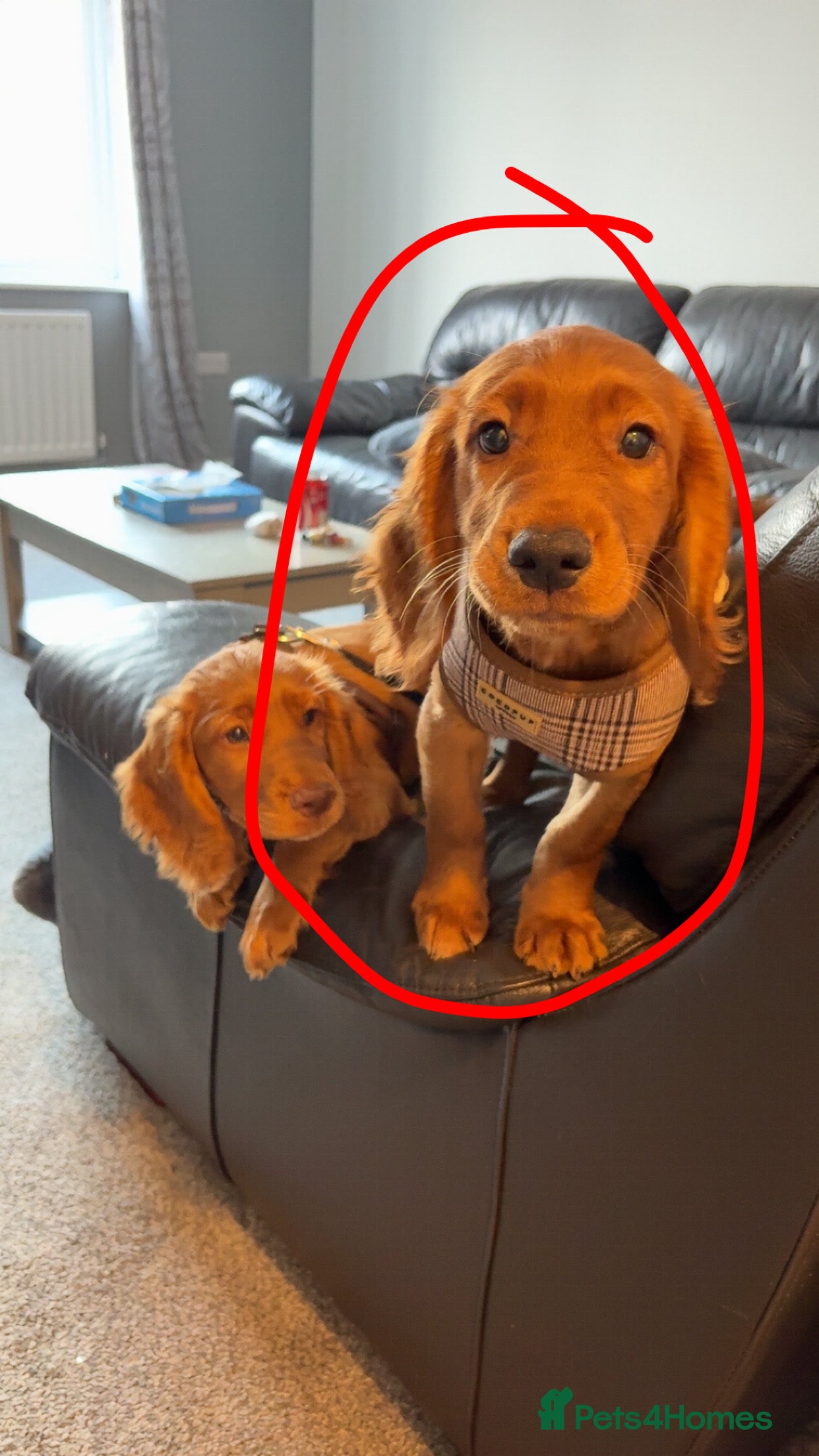 Cocker Spaniel dogs Red cocker spaniel (male) - Advert 10