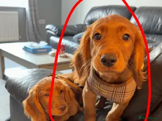 Cocker Spaniel dogs Red cocker spaniel (male) - Advert 1