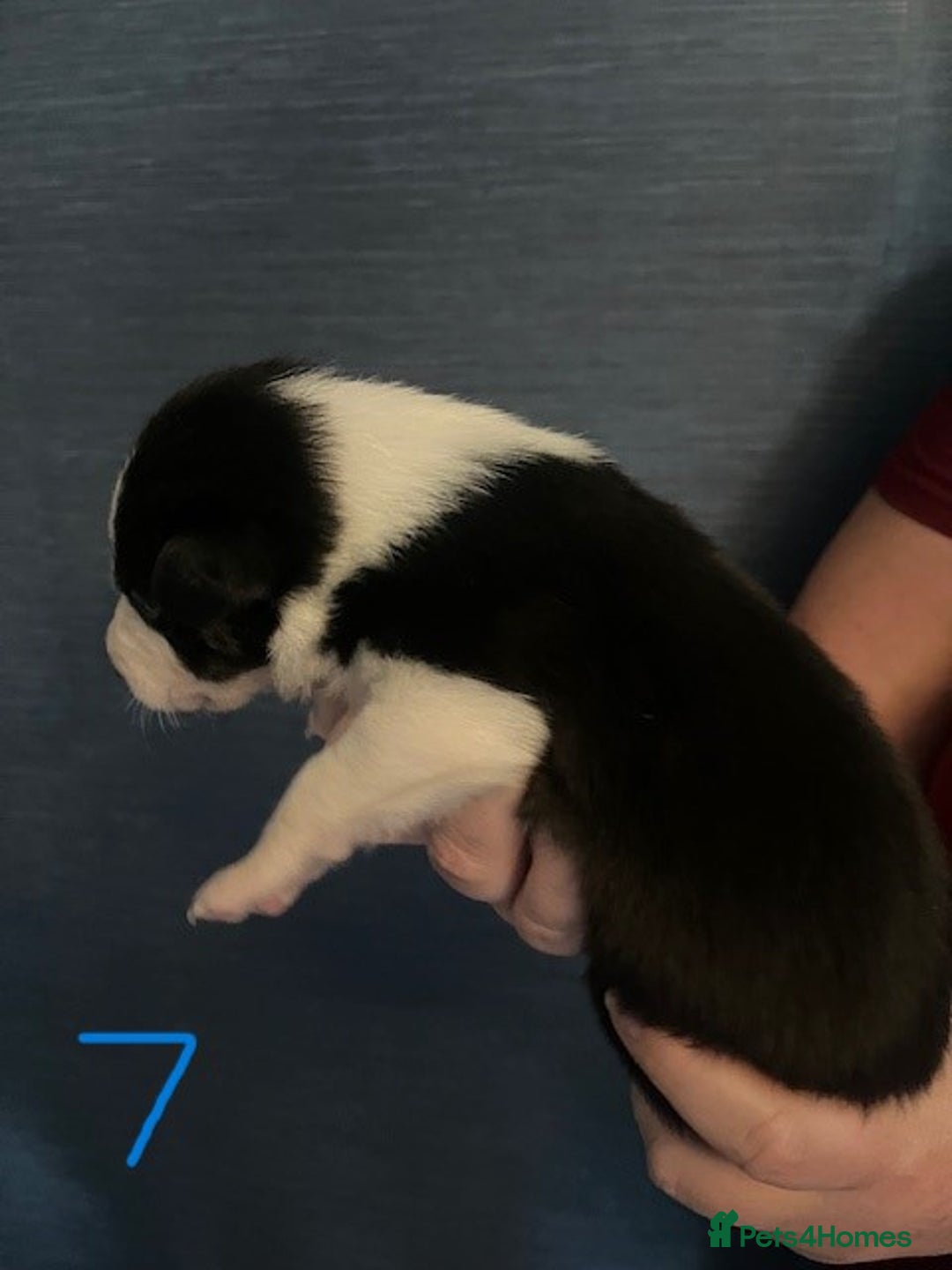 Border Collie dogs for sale: Border Collie Puppies - Image 18