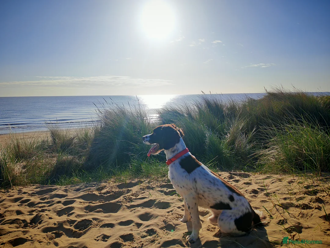 English Springer Spaniel dogs for stud: Hugo - Champion Lineage Springer Spaniel for Stud - Advert 2