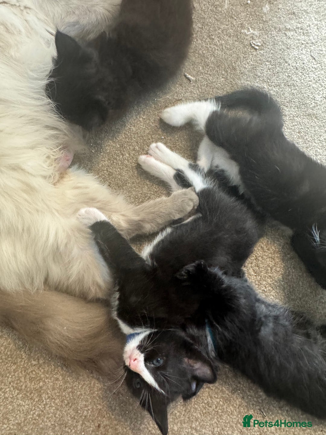 Ragdoll cats for sale: Half Ragdoll kittens  - Image 6