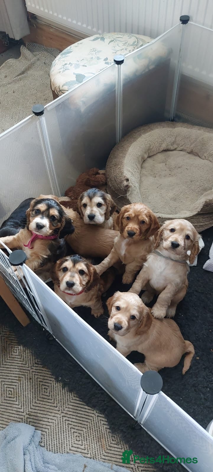 Cocker Spaniel dogs Gorgeous cocker spaniel puppies for sale - Advert 1