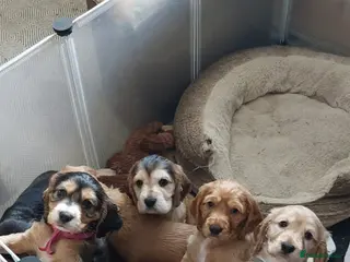 Cocker Spaniel dogs Gorgeous cocker spaniel puppies for sale - Advert 10
