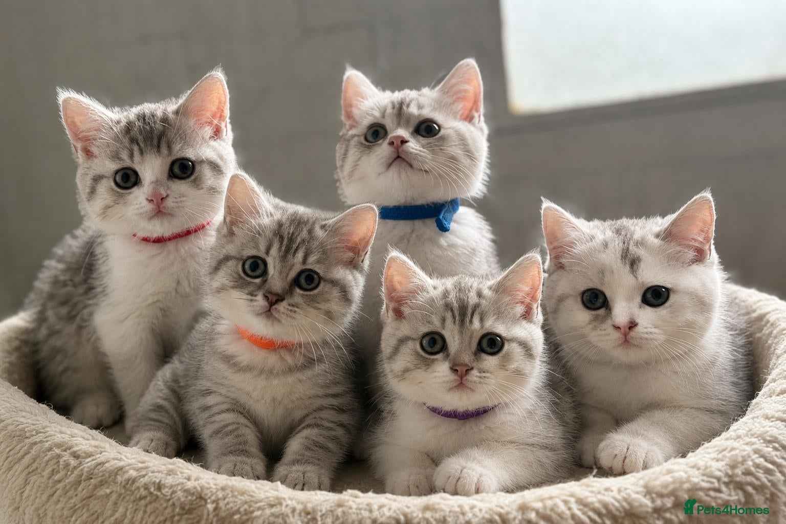 British Shorthair cats British shorthair kittens - Advert 1