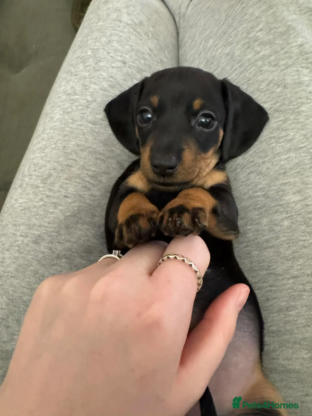 Miniature Dachshund dogs for sale: Miniature dachshunds for sale in Yeovil - Advert 2