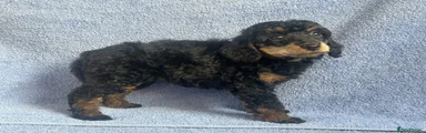 Miniature Poodle 4