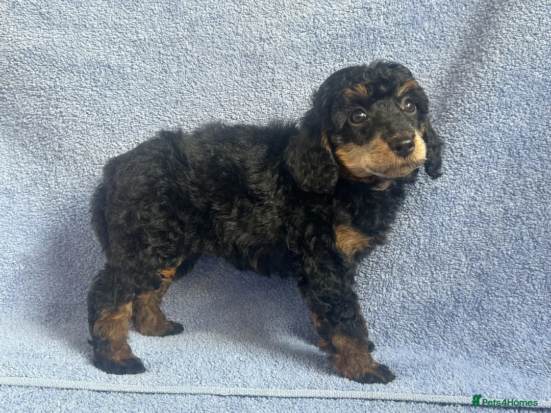 Miniature Poodle dogs for sale: 🌟🌟5 star licenced breeder🌟🌟 - Advert 21