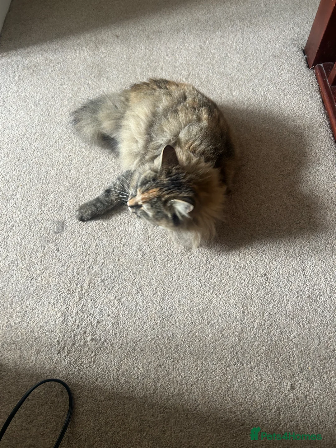 Ragdoll cats for sale: Gorgeous Torbie needs a new home - Advert 1