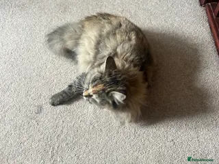 Ragdoll cats Gorgeous Torbie needs a new home - Advert 1