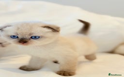 Scottish Fold cats for sale: Half Scottish half British short hair  in London - Image 16