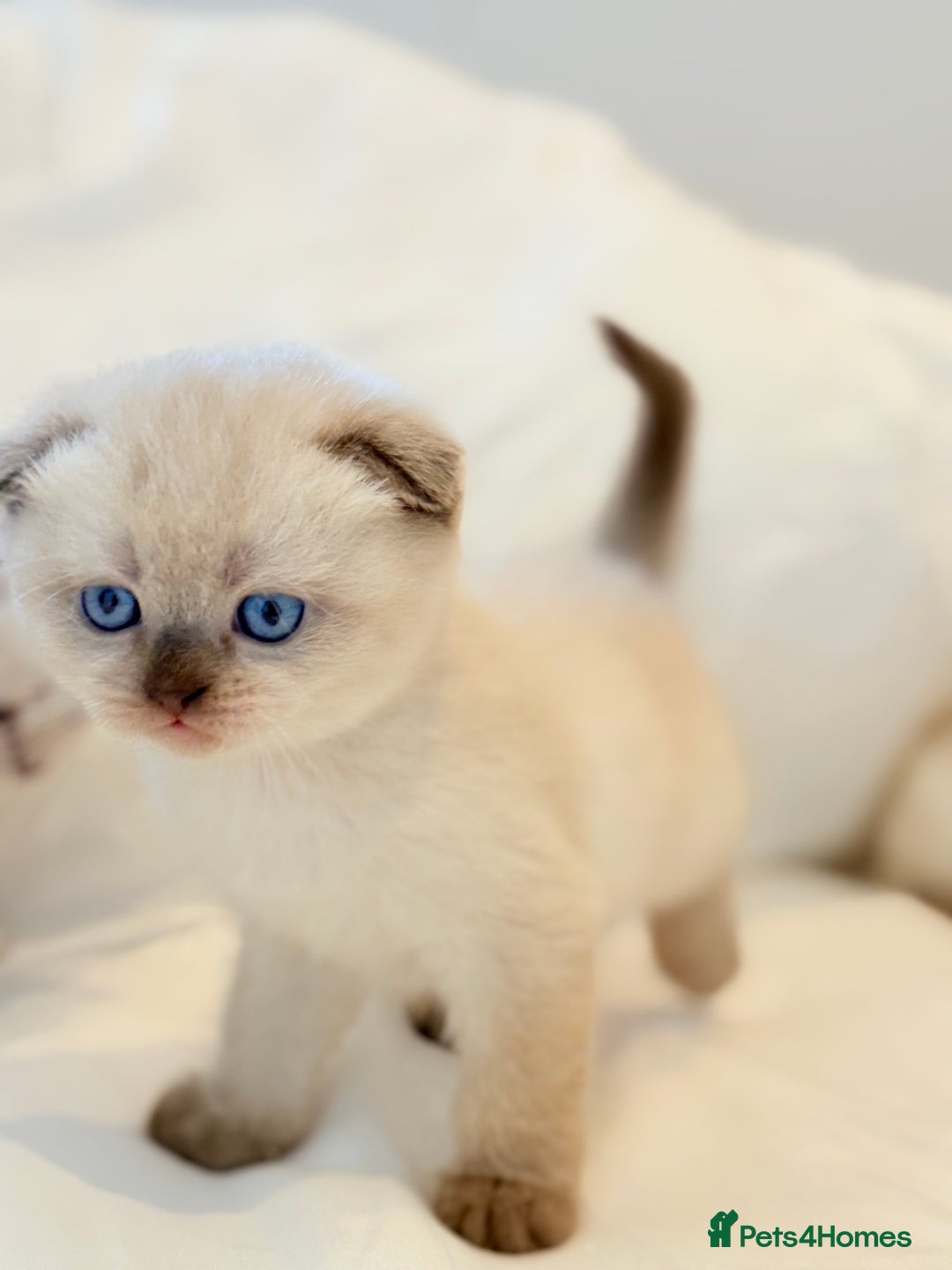 Scottish Fold cats for sale: Half Scottish half British short hair  in London - Image 16