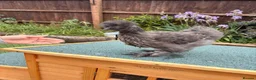 Chickens poultry for sale: Beautiful silkie cockerel   in Trowbridge - Advert 3