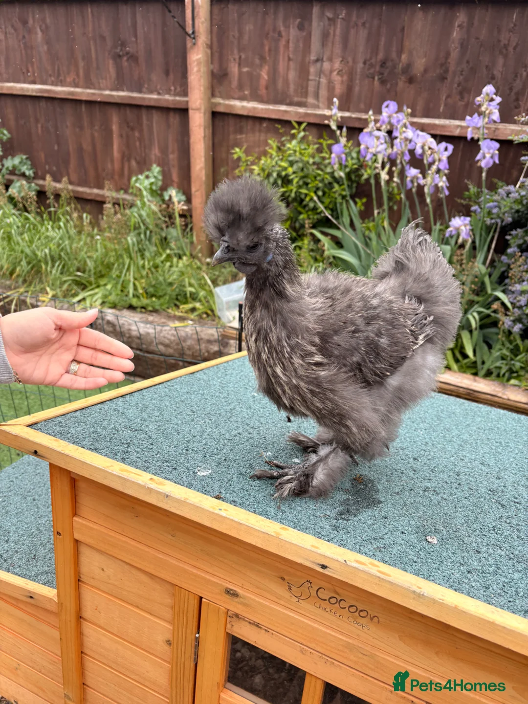Chickens poultry for sale: Beautiful silkie cockerel   in Trowbridge - Advert 3