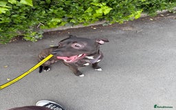 Mixed Breed dogs for sale: Staffy mix brindle male - Image 2