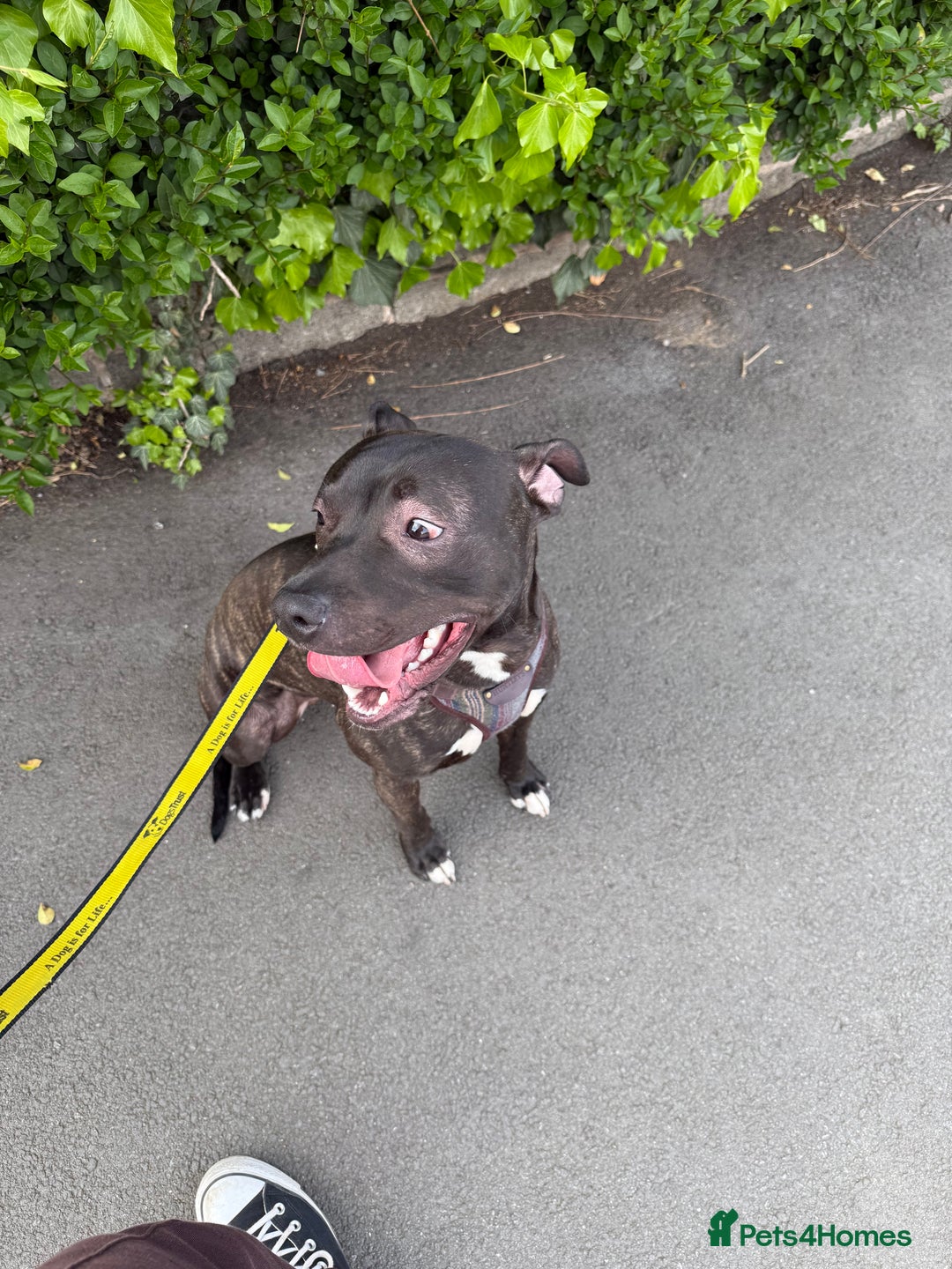 Mixed Breed dogs for sale: Staffy mix brindle male - Image 2