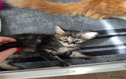 Mixed Breed cats for sale: Beautiful kittens  - Image 6