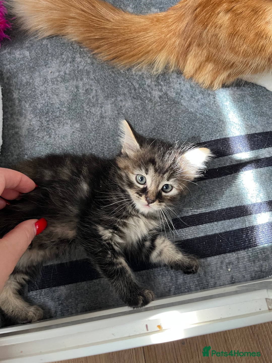 Mixed Breed cats for sale: Beautiful kittens  - Image 6