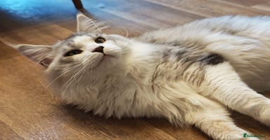 Maine Coon cats - Advert 3
