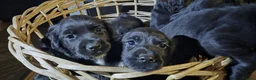 Cocker Spaniel dogs for sale: Stunning Black Cocker Puppies. Ready to leave 🌟 - Advert 16