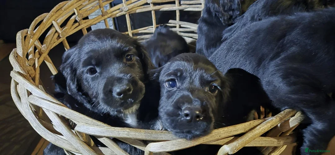 Cocker Spaniel dogs for sale: Stunning Black Cocker Puppies. Ready to leave 🌟 - Advert 16