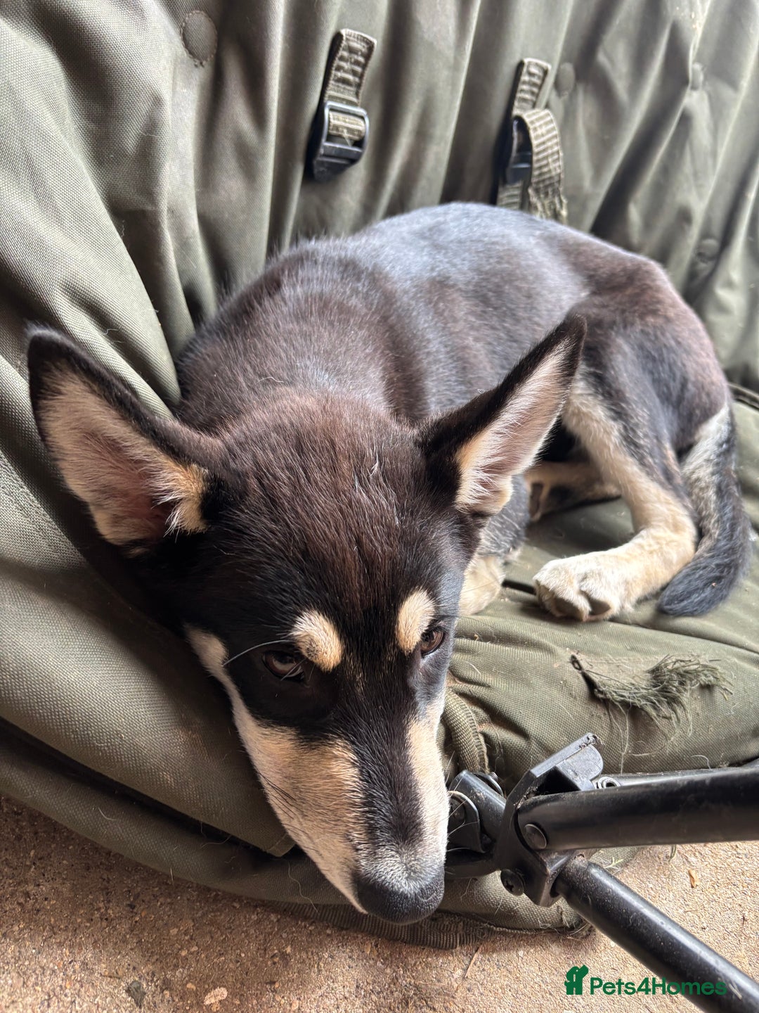 Siberian Husky dogs for sale: 2 female husky pups  - Image 2