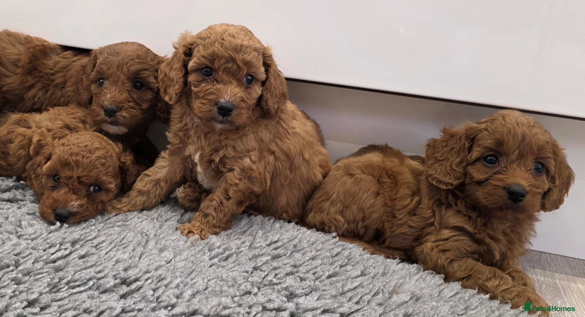 Cavapoo dogs Beautiful f1b cavapoo girls💗💗 - Advert 1