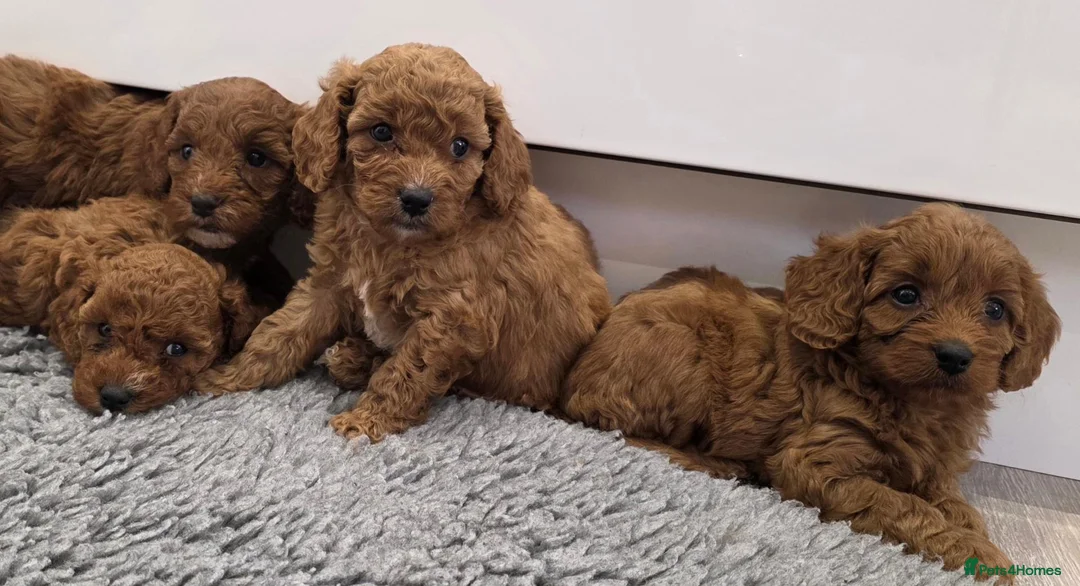 Cavapoo dogs for sale: Beautiful f1b cavapoo girls💗💗 - Advert 1