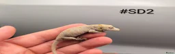 Gecko reptiles for sale: Orange blotch gargoyle gecko cb26 - Advert 4